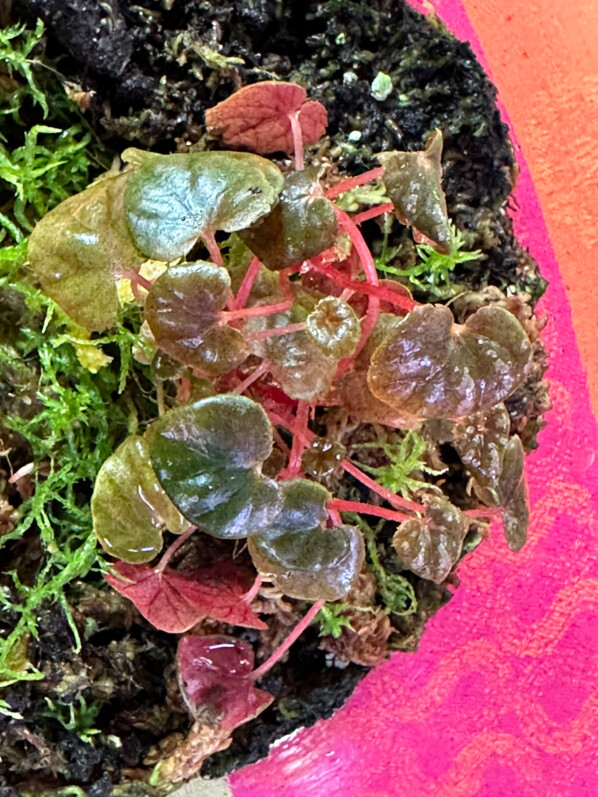 Lire la suite à propos de l’article Begonia ‘Peridot’, le plus petit des hybrides du groupe Rex Cultorum
