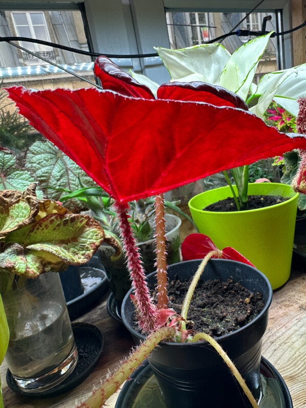 Revers d'une feuille du Begonia 'Red Fred', Bégoniacées, plante d'intérieur, Paris 19e (75)