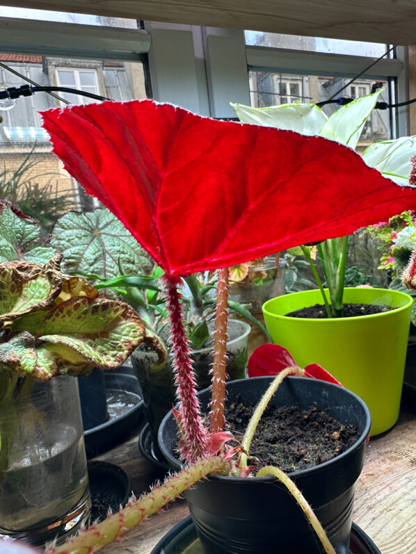 Lire la suite à propos de l’article Sous les feuilles de mon beau bégonia ‘Red Fred’
