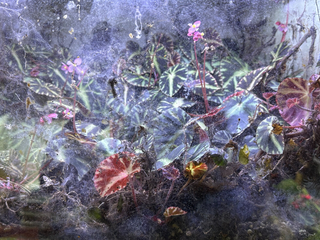 Begonia cleopatrae, plante d'intérieur, terrarium, Paris 19e (75)