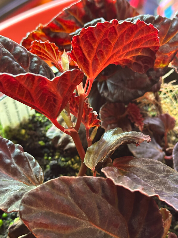 Begonia dracopelta x Begonia darthvaderiana, Bégoniacées, plante d'intérieur, terrarium, Paris 19e (75)