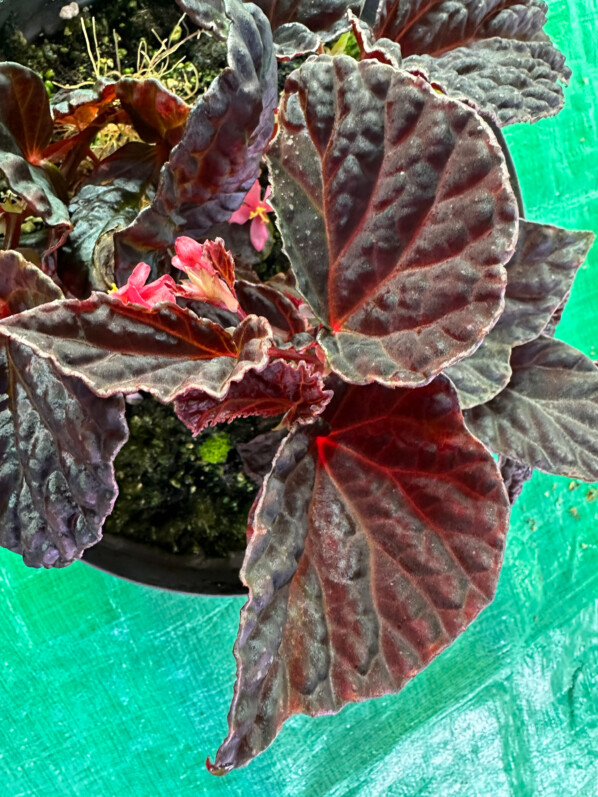 Begonia dracopelta x Begonia darthvaderiana, Bégoniacées, plante d'intérieur, terrarium, Paris 19e (75)