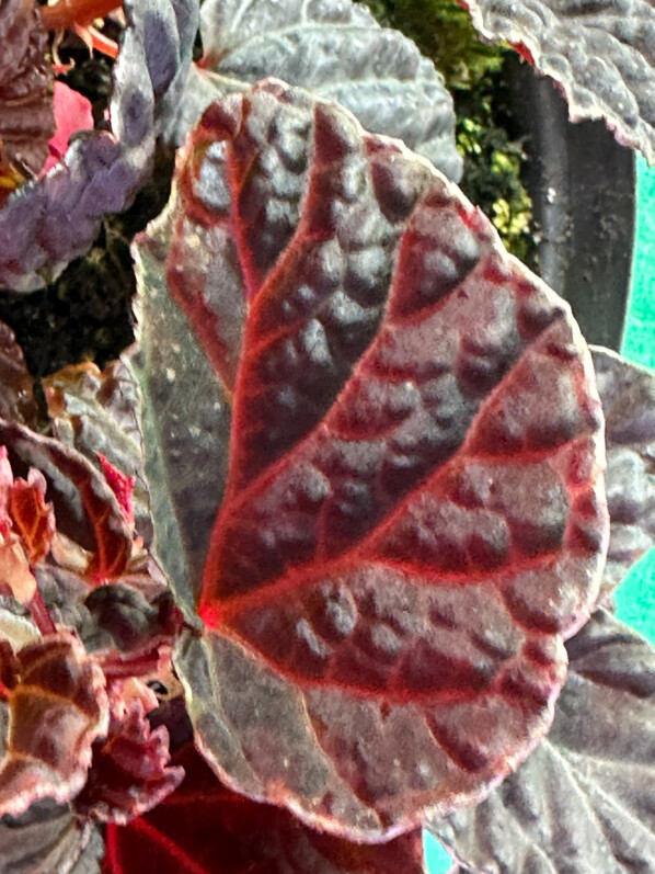 Begonia dracopelta x Begonia darthvaderiana, Bégoniacées, plante d'intérieur, terrarium, Paris 19e (75)