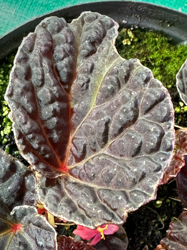 Begonia dracopelta x Begonia darthvaderiana, Bégoniacées, plante d'intérieur, terrarium, Paris 19e (75)