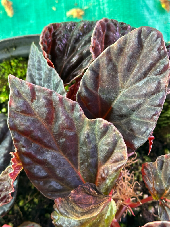Begonia dracopelta x Begonia darthvaderiana, Bégoniacées, plante d'intérieur, terrarium, Paris 19e (75)