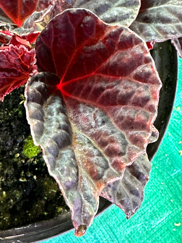 Begonia dracopelta x Begonia darthvaderiana, Bégoniacées, plante d'intérieur, terrarium, Paris 19e (75)