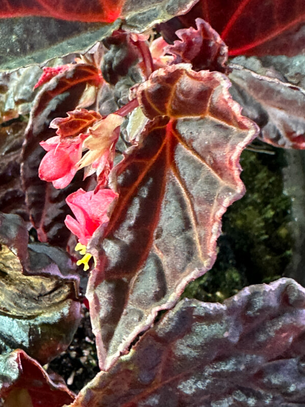 Begonia dracopelta x Begonia darthvaderiana, Bégoniacées, plante d'intérieur, terrarium, Paris 19e (75)