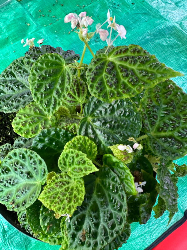 Lire la suite à propos de l’article Begonia dracopelta se plait très bien chez moi