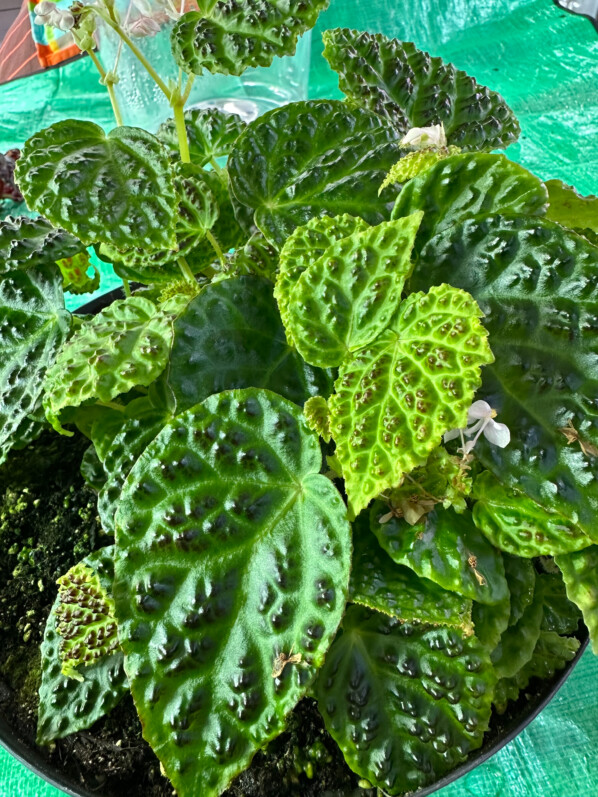 Begonia dracopelta, Bégoniacées, plante d'intérieur, terrarium, Paris 19e (75)