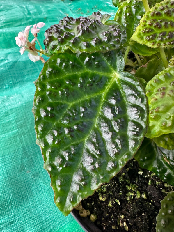 Begonia dracopelta, Bégoniacées, plante d'intérieur, terrarium, Paris 19e (75)