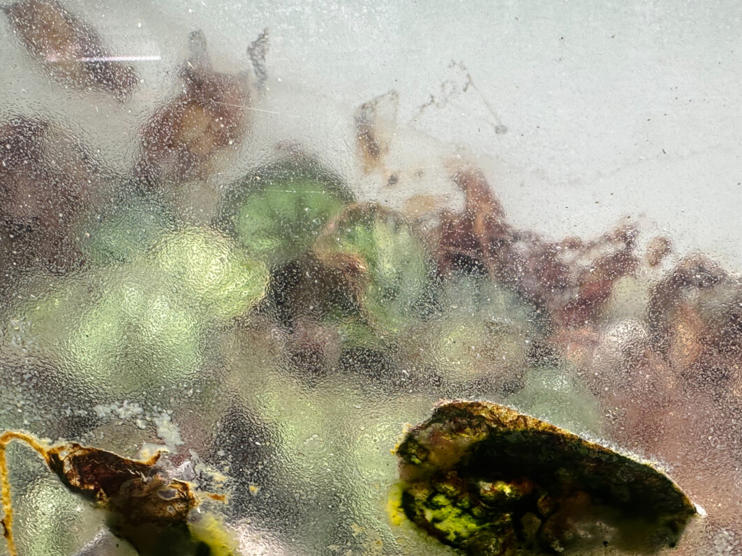 Begonia mashanica, Bégoniacées, plante d'intérieur, terrarium, Paris 19e (75)