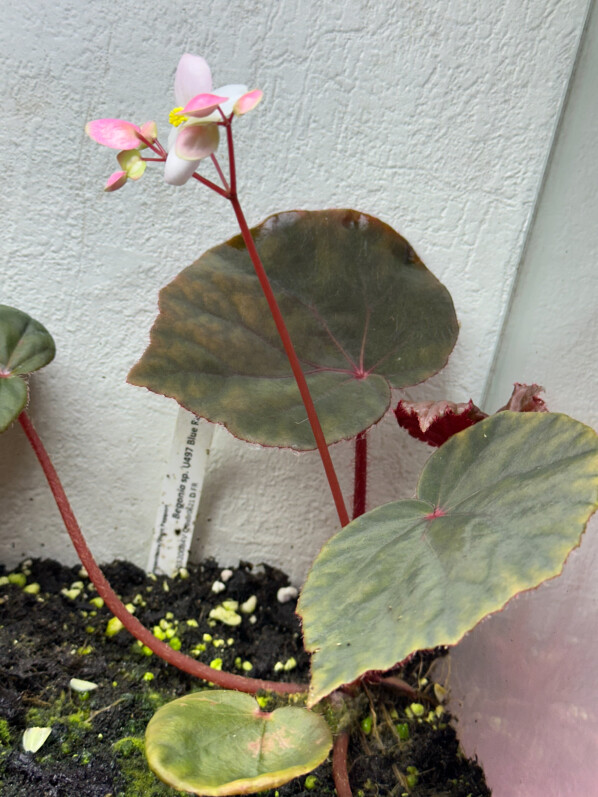 Begonia sp. U497 Blue Red, plante d'intérieur, terrarium, Paris 19e (75)