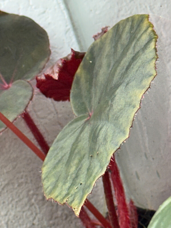 Lire la suite à propos de l’article Begonia sp. U497 Blue Red