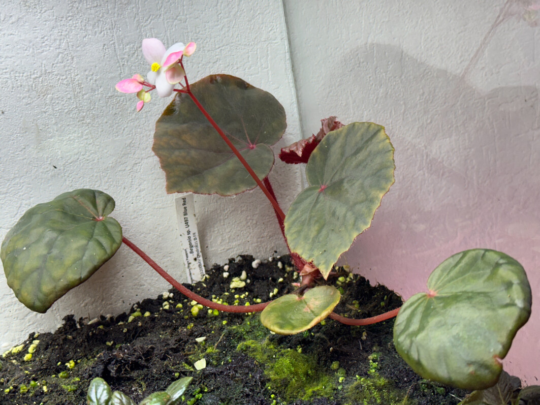 Begonia sp. U497 Blue Red, plante d'intérieur, terrarium, Paris 19e (75)