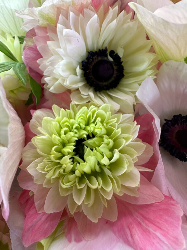 Bouquet d'anémones des fleuristes à fleurs simples et doubles, Paris 19e (75)