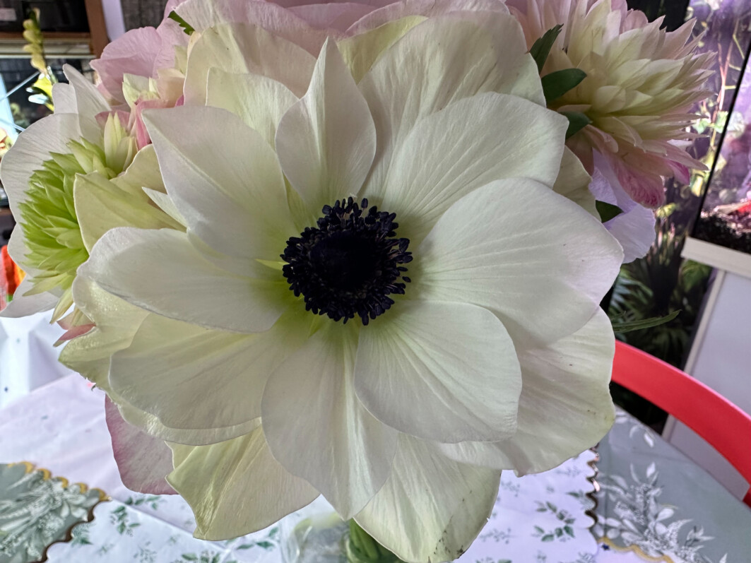 Bouquet d'anémones des fleuristes à fleurs simples et doubles, Paris 19e (75)