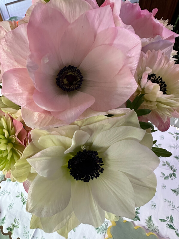 Bouquet d'anémones des fleuristes à fleurs simples et doubles, Paris 19e (75)