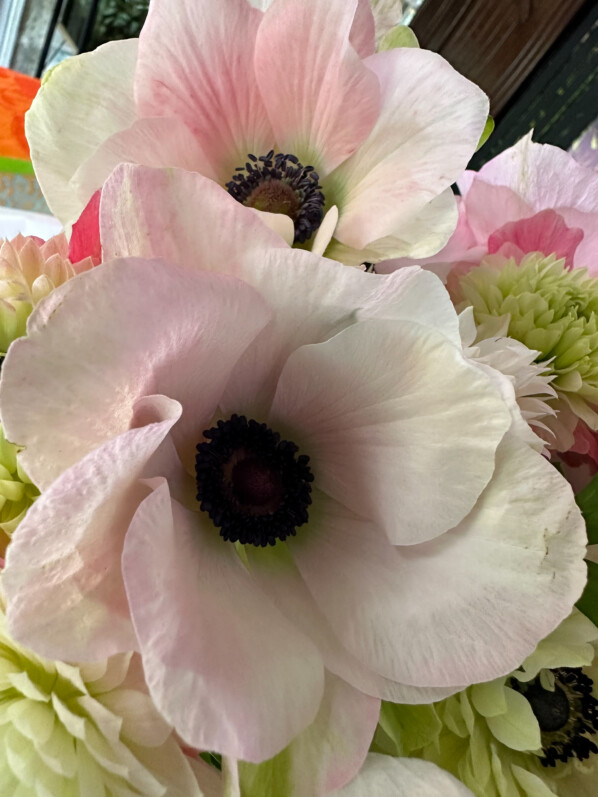 Bouquet d'anémones des fleuristes à fleurs simples et doubles, Paris 19e (75)