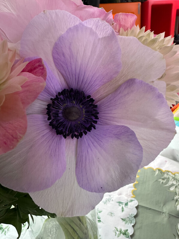 Bouquet d'anémones des fleuristes à fleurs simples et doubles, Paris 19e (75)