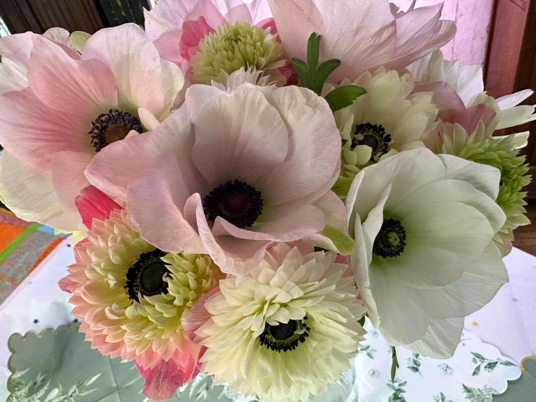 Bouquet d'anémones des fleuristes à fleurs simples et doubles, Paris 19e (75)