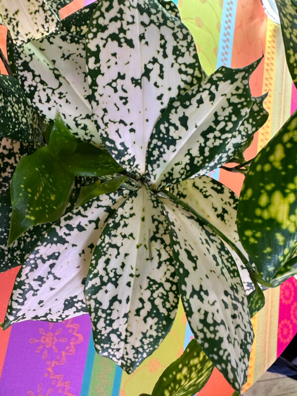 Dracaena surculosa 'Florida Beauty', plante d'intérieur, Paris 19e (75)