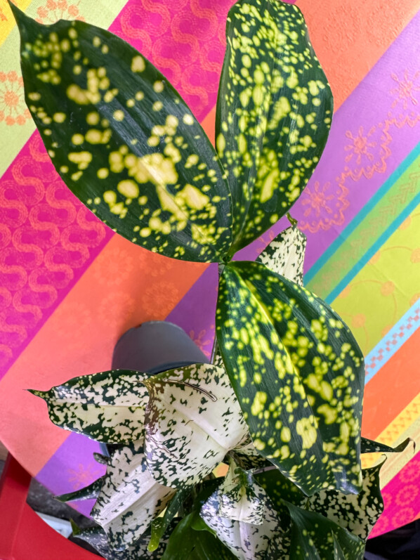 Dracaena surculosa 'Florida Beauty', plante d'intérieur, Paris 19e (75)