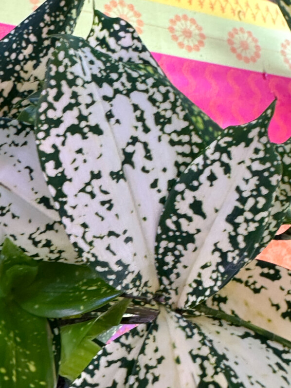 Dracaena surculosa 'Florida Beauty', plante d'intérieur, Paris 19e (75)