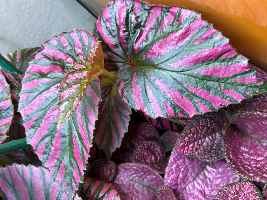 Episcia ‘Strawberry Mist’ et Begonia brevirimosa, plante d'intérieur, terrarium, Paris 19e (75)