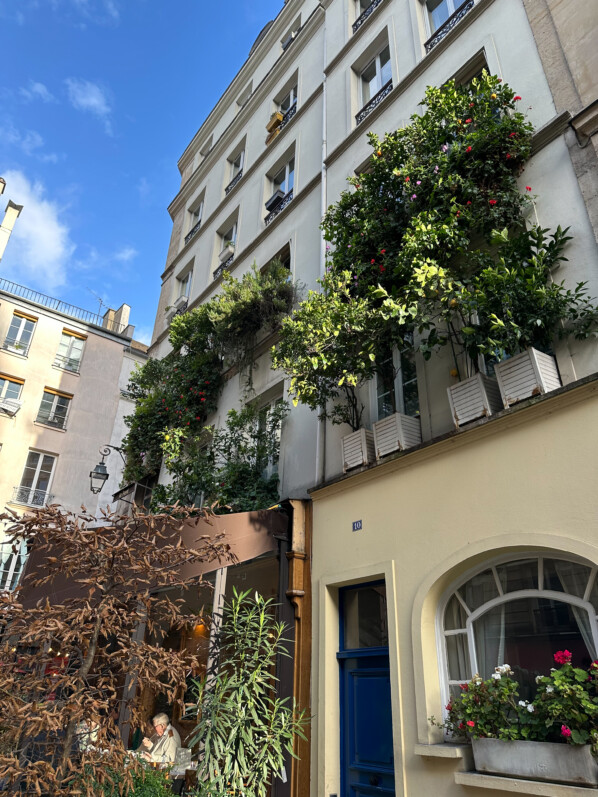 Façade végétalisée, agrumes en pot, pélargoniums, rue Nicolas Flamel, Paris (75)