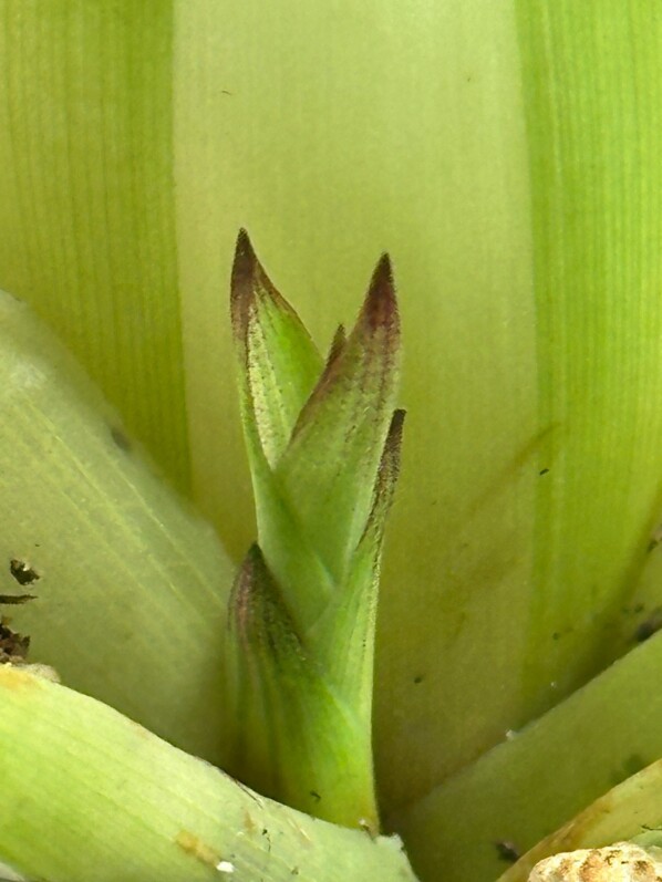 Lire la suite à propos de l’article Mon petit guzmania à feuillage panaché assure sa descendance