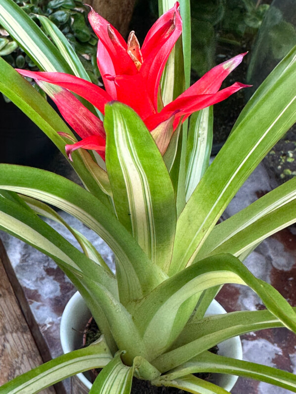 Guzmania, Broméliacées, plante d'intérieur, Paris 19e (75)
