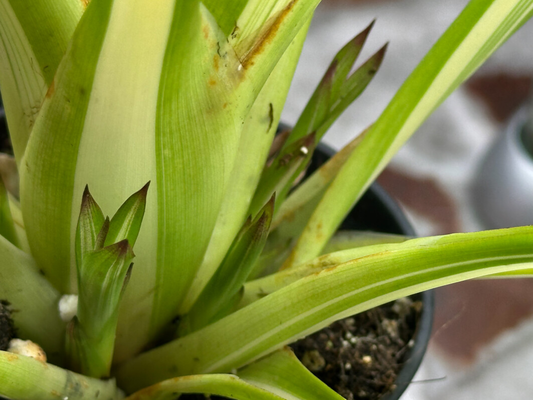 Lire la suite à propos de l’article Nombreux rejets à la base de mon petit guzmania à feuillage panaché
