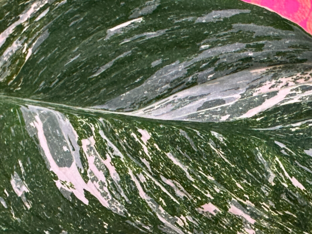 Spathiphyllum Diamond Variegata, Araceae, plante d'intérieur, Paris 19e (75)
