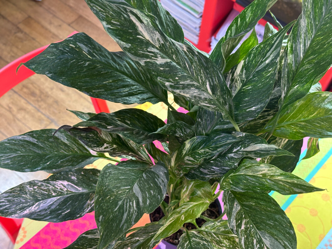 Spathiphyllum Diamond Variegata, Araceae, plante d'intérieur, Paris 19e (75)