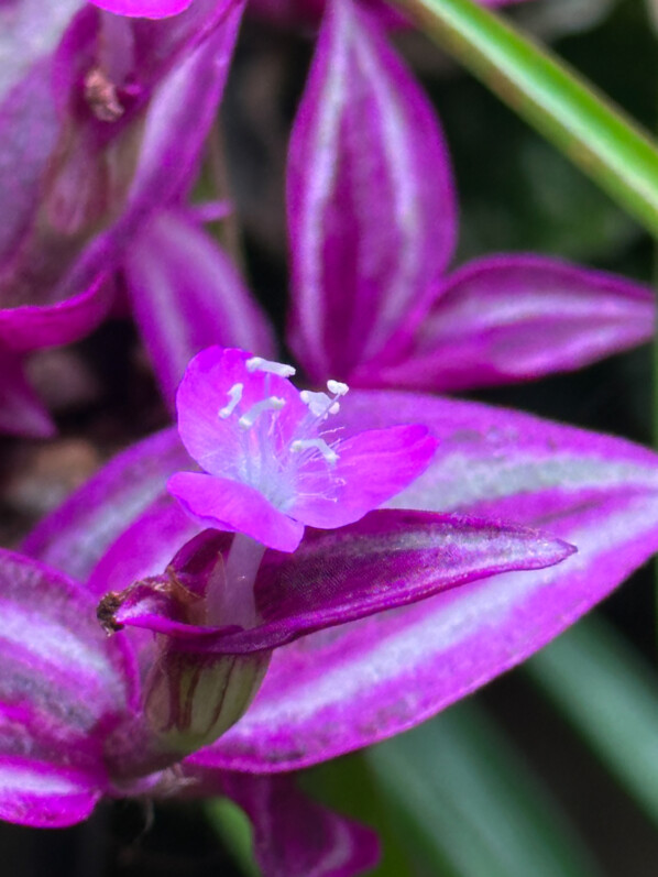 Lire la suite à propos de l’article Floraison de Tradescantia Pink Paradise