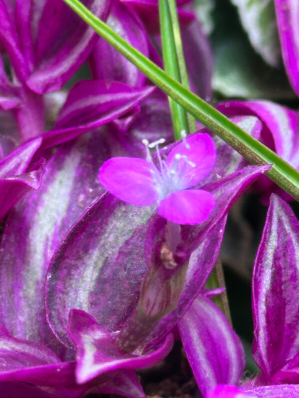 Tradescantia zebrina 'Pink Paradise', Commélinacées, fleurs, plante d'intérieur, Paris 19e (75)