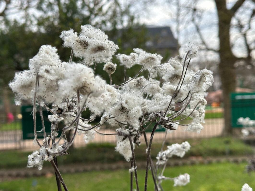 Graines d'anémone du Japon, Anémone hupenhensis, Jardin des Plantes, Paris 5e (75)