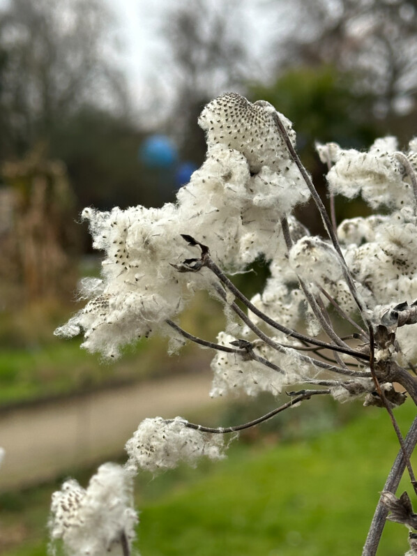 Graines d'anémone du Japon, Anémone hupenhensis, Jardin des Plantes, Paris 5e (75)
