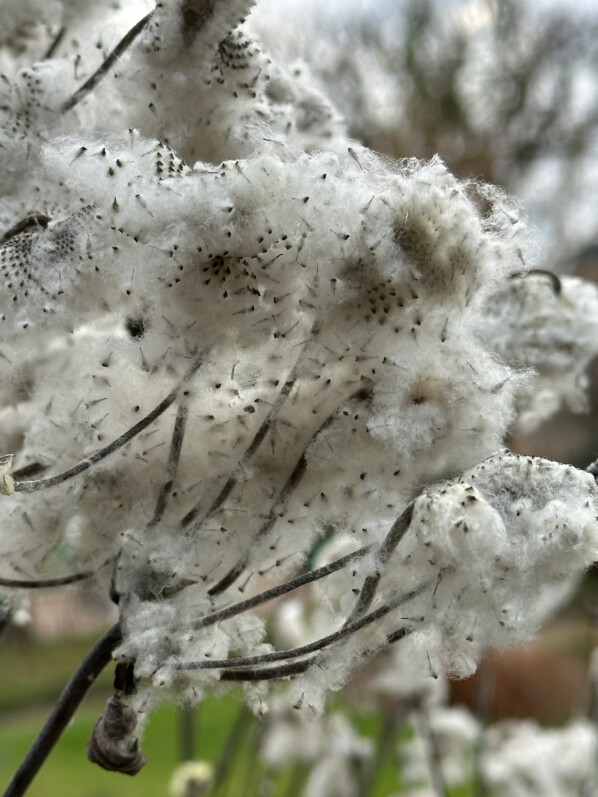 Graines d'anémone du Japon, Anémone hupenhensis, Jardin des Plantes, Paris 5e (75)