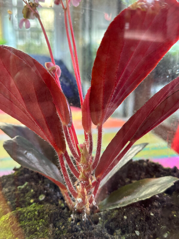 Begonia blancii, Bégoniacées, plante d'intérieur, terrarium, Paris 19e (75)