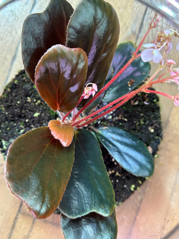 Begonia blancii, Bégoniacées, plante d'intérieur, terrarium, Paris 19e (75)