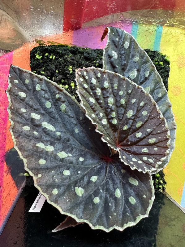 Begonia darthvaderiana x Begonia sp. Umbrella, Bégoniacées, plante d'intérieur, terrarium, Paris 19e (75)