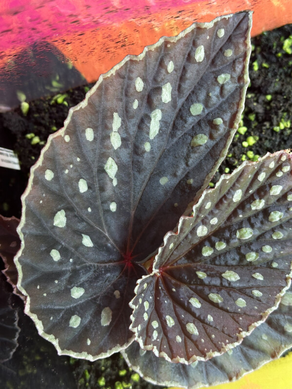 Begonia darthvaderiana x Begonia sp. Umbrella, Bégoniacées, plante d'intérieur, terrarium, Paris 19e (75)