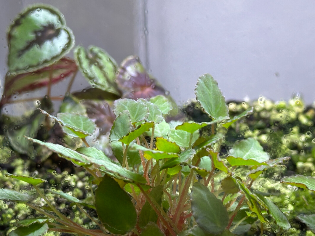 Begonia dinhdui, Bégoniacées, plante d'intérieur, terrarium, Paris 19e (75)
