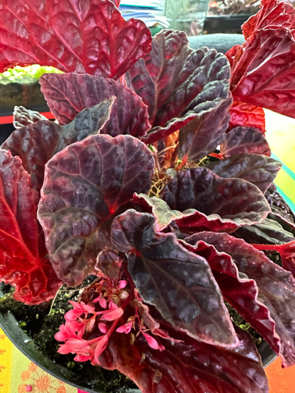 Begonia dracopelta x Begonia darthvaderiana, Bégoniacées, plante d'intérieur, terrarium, Paris 19e (75)