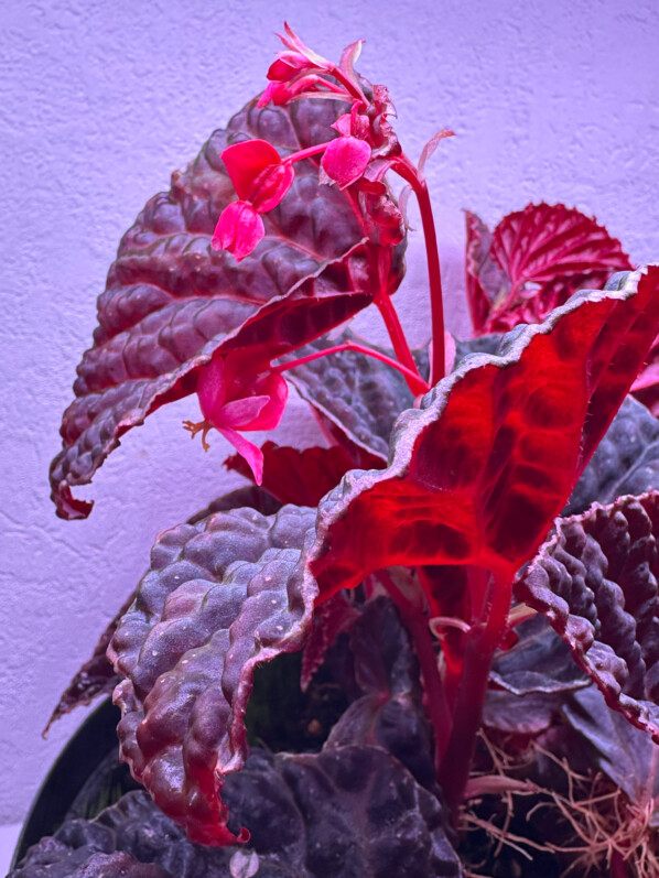 Begonia dracopelta x Begonia darthvaderiana, Bégoniacées, plante d'intérieur, terrarium, Paris 19e (75)