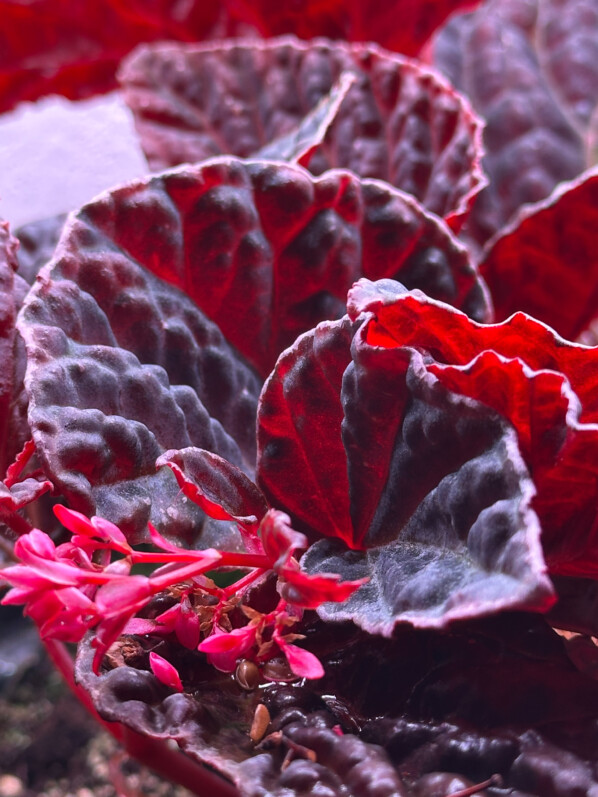 Lire la suite à propos de l’article Les belles couleurs du Begonia dracoptelta x Begonia darthvaderiana