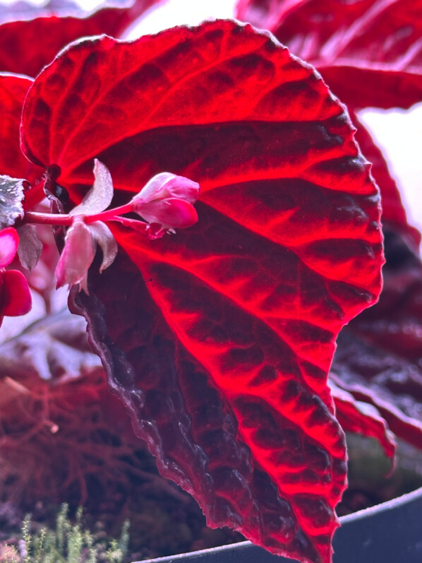 Begonia dracopelta x Begonia darthvaderiana, Bégoniacées, plante d'intérieur, terrarium, Paris 19e (75)