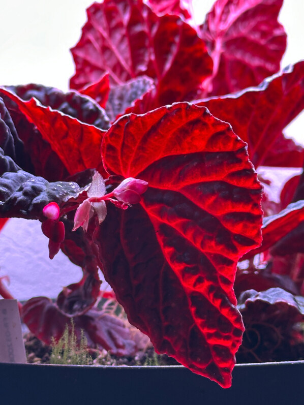 Begonia dracopelta x Begonia darthvaderiana, Bégoniacées, plante d'intérieur, terrarium, Paris 19e (75)