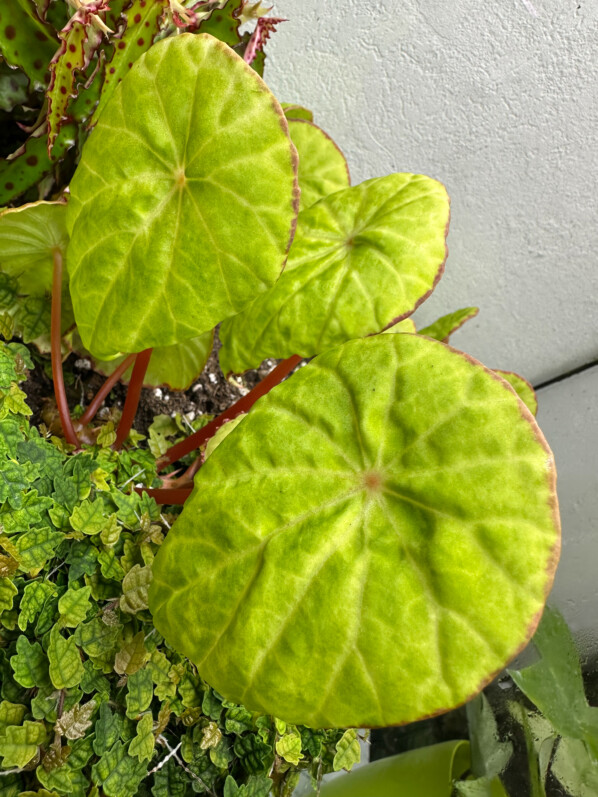 Begonia scapigera, plante d'intérieur, terrarium, Paris 19e (75)